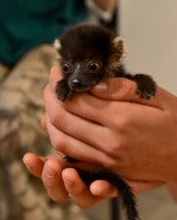 Wrocław: W zoo powiększyła się rodzina lemurów (ZDJĘCIA)