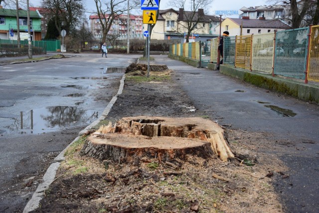 Wycinka ma związek z inwestycjami realizowanymi przy ulicach Stare Miasto, Młyńska, Plebanka, Poprzeczna i Przypadek.

Gdy w czerwcu ubiegłego roku informowaliśmy o planowanej wycince, inowrocławianie się podzielili. Jedni protestowali przeciwko tak dużej skali ingerencji w naturę. Inni przekonywali, że jest ona konieczna, by zrealizować oczekiwane przez mieszkańców inwestycje. 

Przeciwko wycince mocno protestował ówczesny radny Marek Słabiński. I przedstawiał długą listę argumentów przemawiających za tym, aby drzew tych jednak nie wycinać. "Drzewa oczyszczają powietrze, redukują zanieczyszczenia pyłowe i gazowe oraz pochłaniają CO2, wydzielają do atmosfery substancje bakteriobójcze niszczące bakterie chorób górnych dróg oddechowych, przeciwdziałają skutkom efektu cieplarnianego - zastępują klimatyzatory" - wyliczał. 

Dlaczego trzeba było wyciąć aż tyle drzew?

- W związku z ograniczoną szerokością pasa drogowego, która wynika ze stanu prawnego terenu oraz istniejącej zabudowy, bez usunięcia drzew nie ma możliwości wykonania inwestycji polegającej na uporządkowaniu gospodarki wodno-ściekowej ulic: Stare Miasto, Młyńska, Plebanka, Poprzeczna i Przypadek przy spełnieniu nawet minimalnych warunków geometrycznych oraz innych wymagań technicznych. Z uwagi na brak rozwiązań alternatywnych, likwidacja drzew podyktowana jest zaplanowanymi pracami inwestycyjnymi, które są wynikiem oczekiwań mieszkańców tej części miasta - tłumaczyła wówczas Ewa Witkowska, wiceprezydent Inowrocławia, a rzecznik prezydenta Adriana Herrmann dodała: - Bez wykonania tych czynności niemożliwa będzie realizacja inwestycji, jak również modernizacja chodników, jezdni czy budowa zatok postojowych. 

Ostateczna decyzja w sprawie wycinki należała do starosty. Tadeusz Majewski wydał decyzję odmowną "z uwagi na to, że na drzewach tych znajdują się gniazda ptaków". W starostwie tłumaczyli nam wówczas, iż miasto musi wystąpić do Regionalnej Dyrekcji Ochrony Środowiska o zgodę na zniszczenie siedlisk ptaków. Podkreślali jednak, iż otrzymanie tej zgody nie będzie oznaczało, iż starosta z automatu wyda zgodę na wycinkę. Będzie analizował również inne aspekty z dziedziny ochrony środowiska. Przy podejmowaniu tej decyzji wziął bowiem pod uwagę tylko ochronę ptasich siedlisk. 

Od tamtego czasu minęło pół roku. Drzewa są już wycięte. Trwają prace budowlane. Jak tłumaczy nam Adriana Herrmann, rzecznik prasowy prezydenta, starosta Tadeusz Majewski 31 lipca ubiegłego roku wydał zgodę na usunięcie 6 drzew rosnących przy ulicach Toruńskiej, Stare Miasto i Młyńskiej. 

Natomiast 13 grudnia starosta Wiesława Pawłowska udzieliła zezwolenia na usunięcie 68 drzew rosnących przy ulicach: Plebanka, Przypadek, Poprzeczna. 

- Decyzje te umożliwiają wybudowanie systemu odprowadzania wód deszczowych oraz wymianę dotychczasowych różnych instalacji podziemnych modernizację lub budowę jezdni, chodników, miejsc parkingowych wraz z pasami zieleni - podkreśla pani rzecznik i dodaje, że miasto zostało zobowiązane do wykonania nasadzeń zastępczych.


Dwa razy więcej fotoradarów na polskich drogach. Zobacz wideo!

