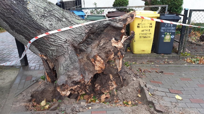 Drzewa padały na parkujące i jadące samochody. W Kołobrzegu strażacy wyjeżdżali ponad 90 razy