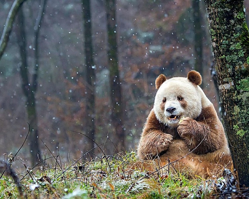 Panda waży teraz 100 kg, a codziennie pożera 20 kg pędów bambusa