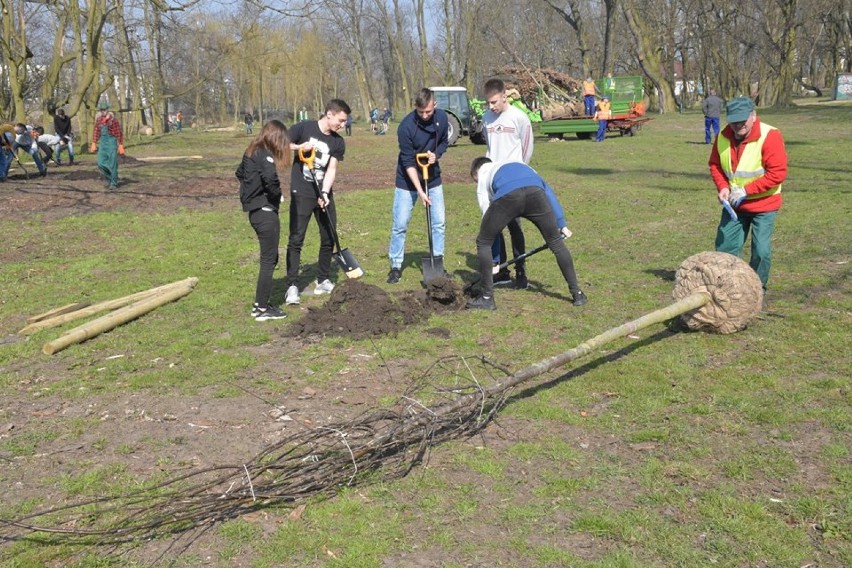 Uczniowie w akcji - sadzili drzewa we wrzesińskim parku 