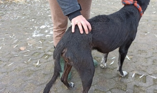 Wychudzony pies, ze śladami bicia, odebrany właścicielowi, ma już opiekę w schronisku dla bezdomnych zwierząt w Radomiu