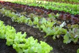 Regiodom.pl: Uprawa warzyw w ogrodzie. Sprawdź, czy warto [Poradnik]