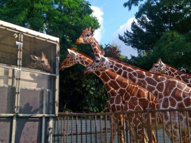 Zoo Wrocław: Jednym ze zwierzaków, które wyjechały z zoo był Iroko - młody samiec żyrafy