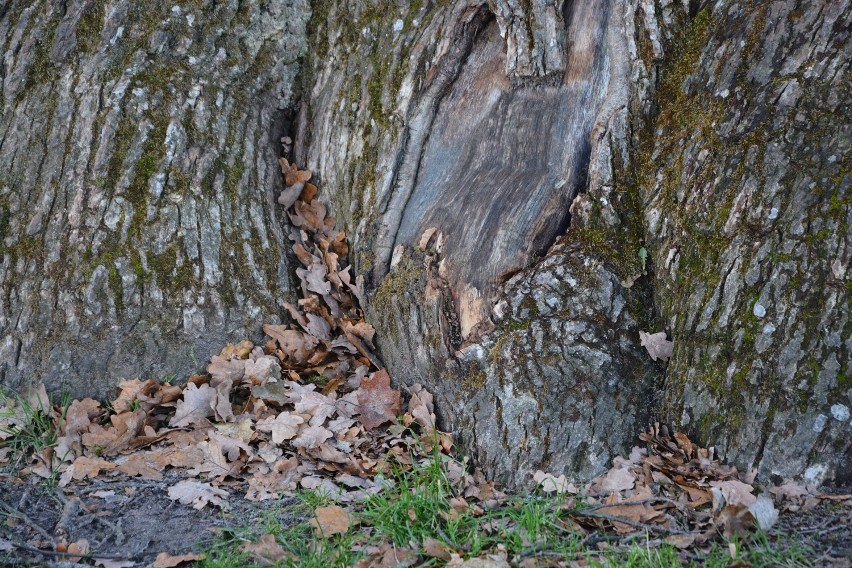 Bobry niszczą drzewa w parku podworskim w Hniszowie