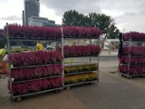 Jesień w Gdyni ma być kolorowa. Pracownicy biura ogrodnika miasta rozpoczęli sadzenie jesiennych roślin 