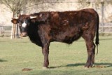 Bracia ukradli z pastwiska 350-kilogramowego byka i ukryli go w lesie