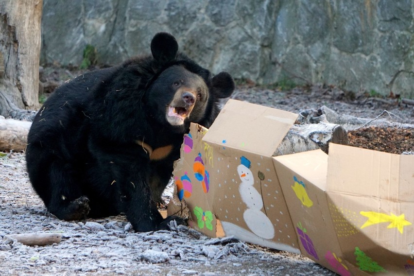 Gwiazdka w zoo we Wrocławiu. Zwierzęta też dostały prezenty