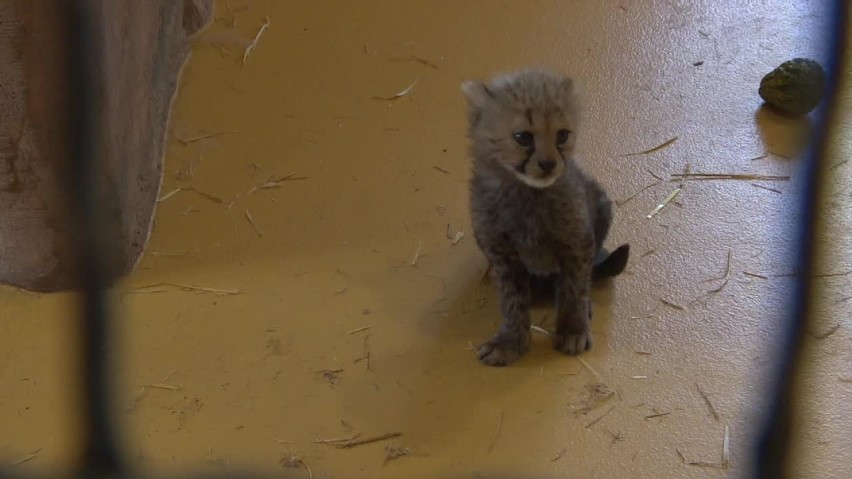 Gepardy urodziły się w Śląskim Ogrodzie Zoologicznym. Ależ słodziaki! [ZDJĘCIA]