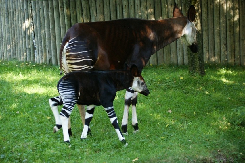 Okapi trafi do wrocławskiego zoo (ZDJĘCIA)
