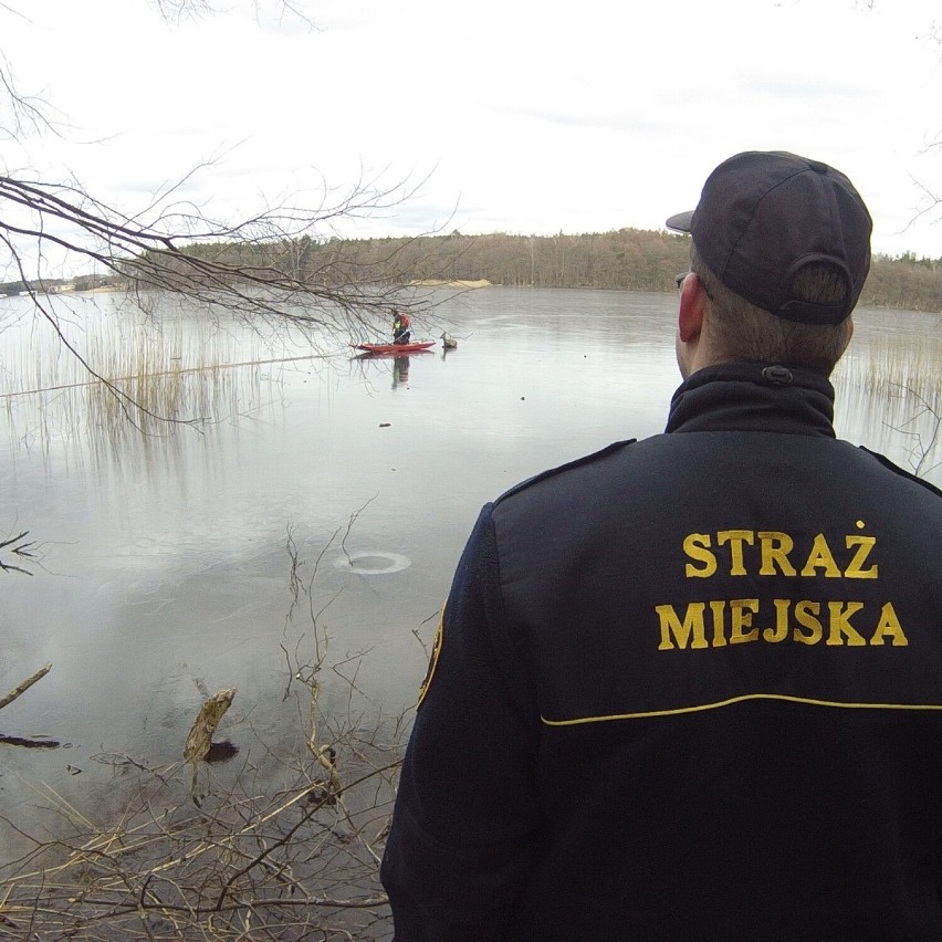 Sarna na zamarzniętym jeziorze w Szczecinku. Strażacy na ratunek [zdjęcia]