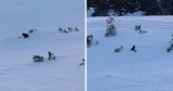 Tatry. Dolina Gąsienicowa zamknięta dla turystów. Przez buszującą tam niedźwiedzią rodzinę 