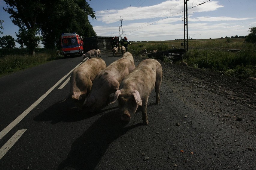 Wypadek ciężarówki ze świniami na trasie Legnica - Złotoryja (ZDJĘCIA)