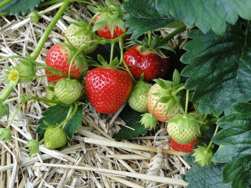 Podobnie jak w przypadku drzew, większość plantacji krzewów...