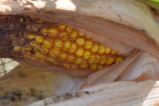 Rolnictwo. W gminie Gniezno trwają wykopki i koszenie kukurydzy na  kiszonkę. Jakie w tym roku będą zbiory? | Gniezno Nasze Miasto