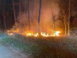 Gmina Chocz. Pożar lasu na pograniczu Starego i Nowego Oleśca. W akcji trzy jednostki straży pożarnej