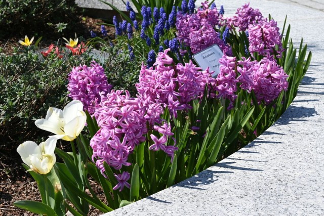 W Ogrodzie Botanicznym w Kielcach pięknie rozkwitły wiosenne kwiaty między innymi hiacynty.

Jak dziś wygląda ogród? Zobacz kolejne zdjęcia.