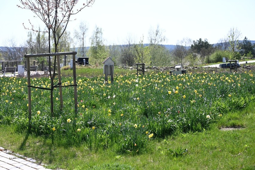 Wiosenne kwiaty cudnie rozkwitły w Ogrodzie Botanicznym w Kielcach. Zobacz zdjęcia i film
