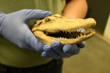 Przemyt głowy chronionego okazu aligatora udaremnili celnicy z Medyki [ZDJĘCIA]