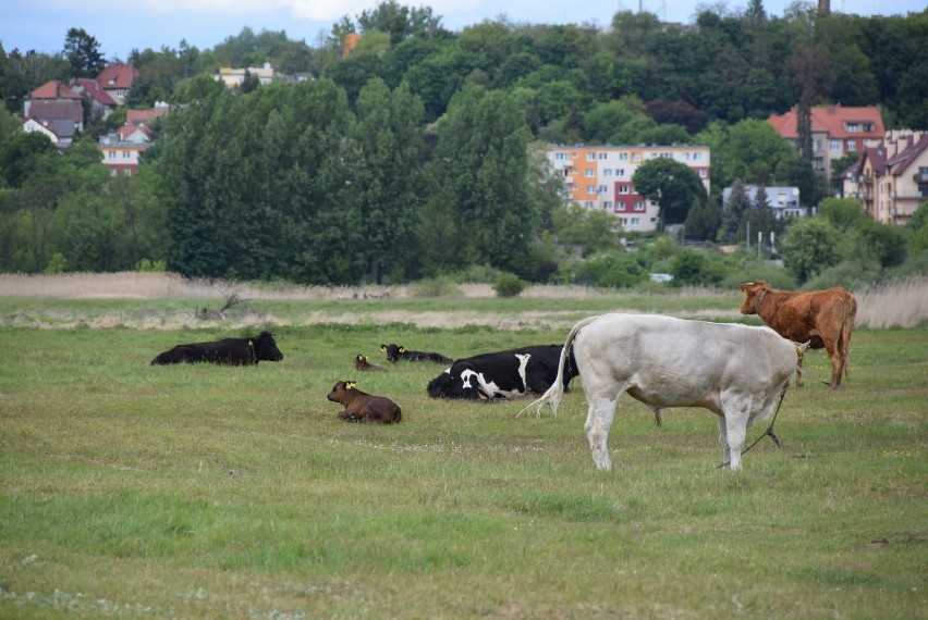 Kanał Ulgi w Gorzowie zachwyca widokami.