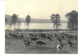 Plaża w Długiem: dawniej pasły się tu krowy. Zobacz popularne kąpielisko na unikalnych zdjęciach z lat 60.  