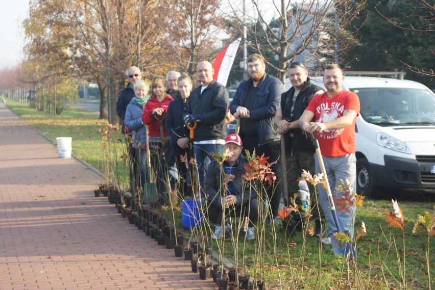 Kaliszanie posadzili sto dębów na stulecie niepodległości...