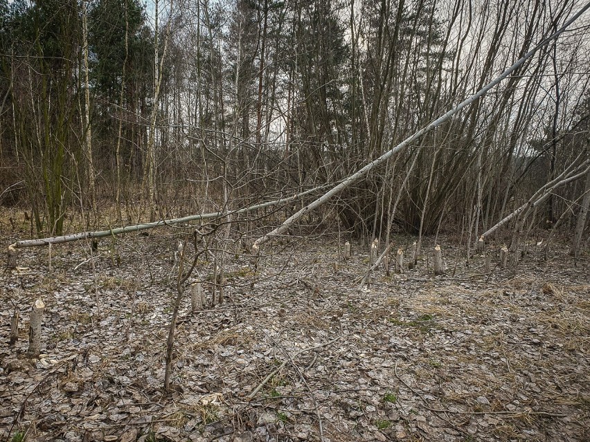 Szkód wokół zbiornika w Zaborowie powodowanych przez bobry jest coraz więcej.