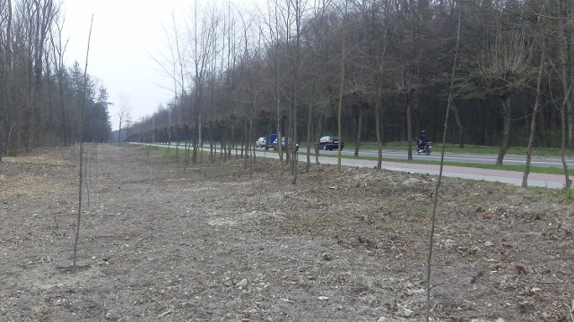 Te dęby posadzono w Kraśniku w kwietniu.