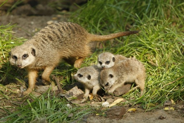 Zimą taniej zobaczymy zwierzaki z wrocławskiego ZOO