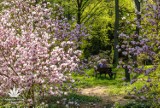 Arboretum w Rogowie zaprasza na wiosenny spacer. Pełnia kwitnienia magnolii [ZDJĘCIA]