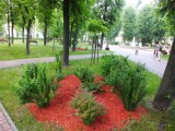 W Kraśniku posadzono kilkaset nowych drzew ZDJĘCIA