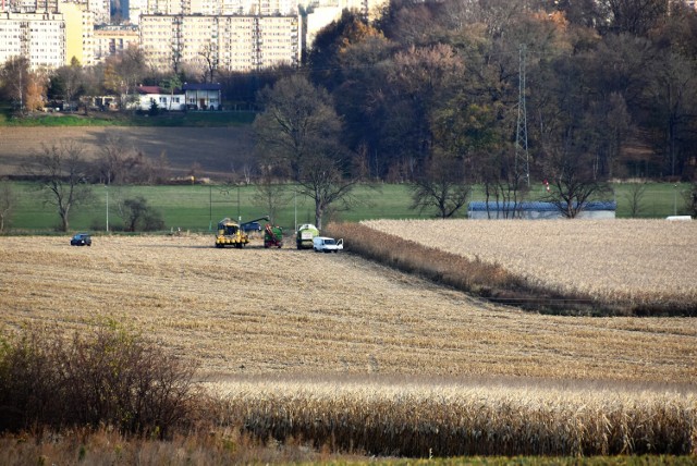 Potężna plantacja kukurydzy znajduje się pomiędzy południową obwodnicą Tarnowa i ul. Lotniczą