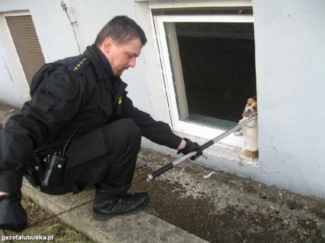 Dzięki pomocy strażnika, psiak został uwolniony (fot. Edward Gurban)