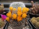 Propozycja na weekend: Wystawa kaktusów w Botaniku UMCS 