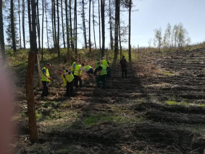 Zakład Karny w Kwidzynie. Z okazji Dnia Ziemi, skazani posadzili około 2200 drzew [ZDJĘCIA]