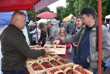 Truskawkobranie na Złotej Górze tradycyjnie w deszczu  ZDJĘCIA cz. 1