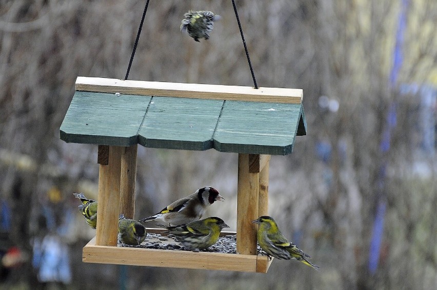 Samorząd Katowic udostępnia bezpłatne karmniki i uczy dokarmiania ptaków