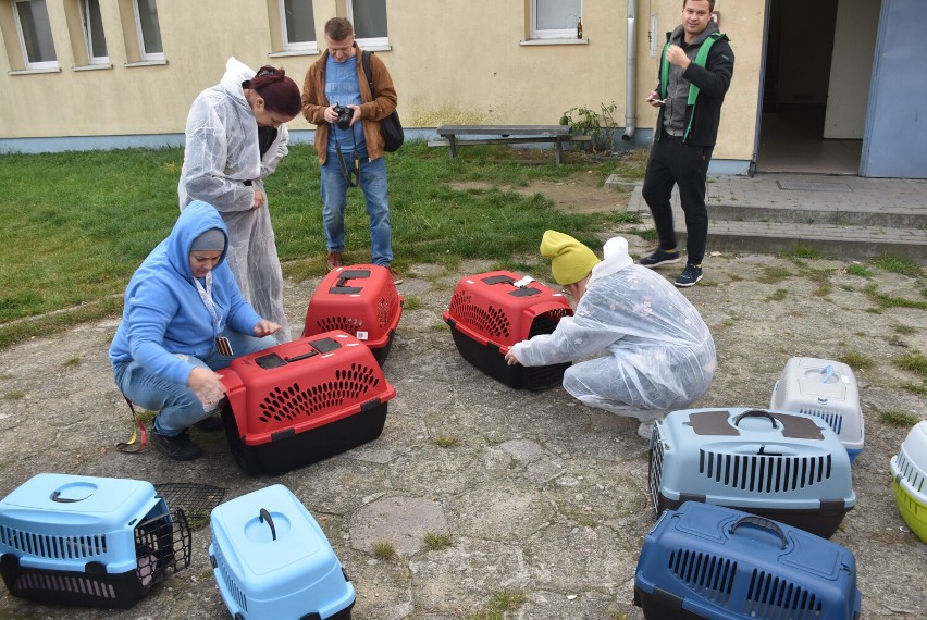 Powiat Gnieźnieński. TOZ przejął 11 kotów po tragicznie zmarłej właścicielce. Pilnie potrzebna pomoc!