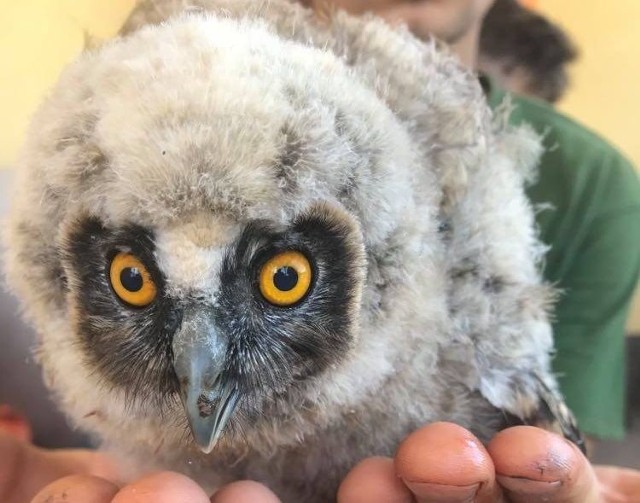 Dwie sowy uszate i gawron uratowane przez mieszkańców i urząd miejski w Jędrzejowie