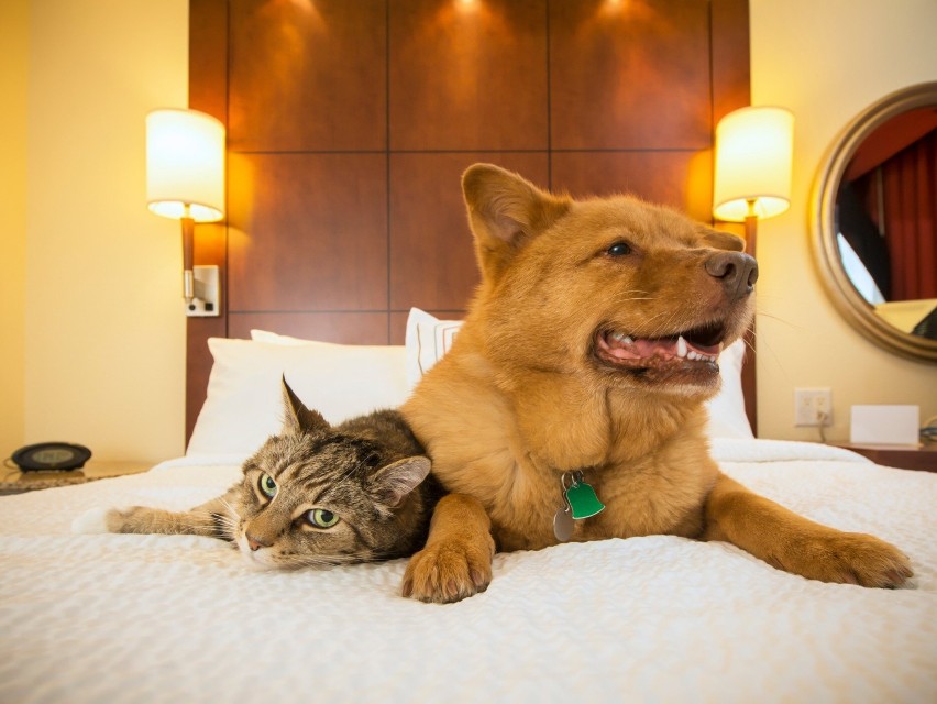 Śpisz z psem w jednym łóżku? Badania potwierdzają, że oboje możecie na tym skorzystać! Poznaj plusy i minusy spania z pupilem
