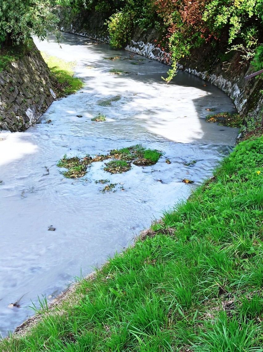 Zanieczyszczony Potok Płowiecki w Sanoku