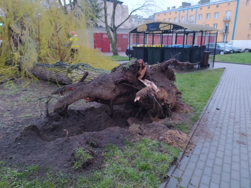 Powalone drzewo przy ul. Osmolińskiej w Zduńskiej Woli ZDJĘCIA
