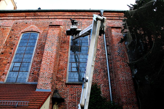 Cisy w siatkach zabezpieczających, teraz czas na zabezpieczenie ścian konkatedry.