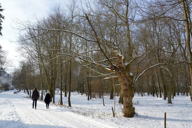 Park założony w stylu romantycznym przy Zespole Pałacowo-Parkowym w Charzewicach