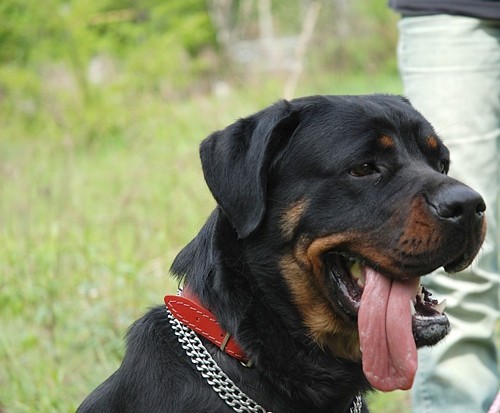 Ta rottweilerka Rozi ma trzy lata. W schronisku jest od trzech miesięcy. Została znaleziona przywiązana do drzewa nieopodal azylu. Pomimo swojej postury jest zupełnie niegroźna. Uwielbia się bawić, może zamieszkać ze starszymi dziećmi. Świetnie dogaduje się z innymi psami. Mieszka w gliwickim schronisku. Kontakt &#8211; Gliwice Sośnica, ul. Wschodnia, tel. &#8211; 32 305-09-43.