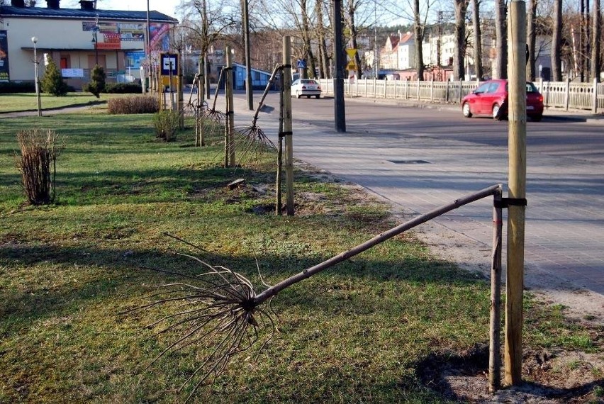 W ubiegły weekend, w parku przy ulicy Dworcowej w Chodzieży...