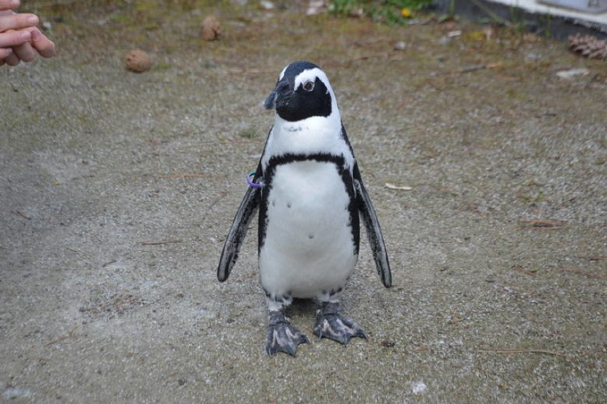Pingwin Janush jest już na wolności