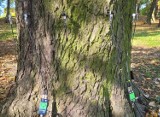 Piekary Śląskie. Nowy tomograf akustyczny do drzew. Pomoże zbadać ich stan i rozstrzygnąć, które drzewa należy usunąć