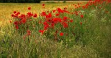 Pieniądze na budowę dróg dojazdowych do gruntów rolnych także dla gmin z powiatu radomszczańskiego