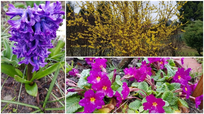 Coraz więcej wiosennych, kolorowych kwiatów pojawia się na...
